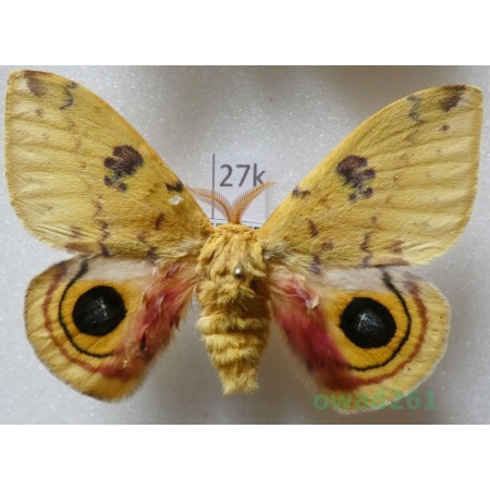 Automeris io (Fabricius, 1775) male ex. ovo USA27k